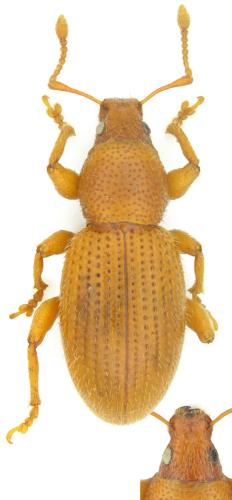 Exomias maritimus